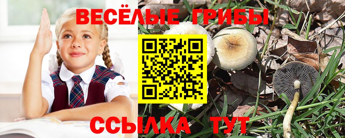 Галлюциногенные грибы Psilocybe  Галлюциногенные грибы Psilocybine cubensis  Вход с VPN  Туймазы 